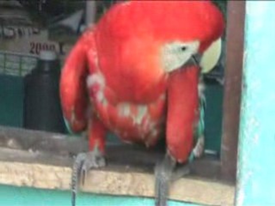 Peroquet qui dit "Hola"