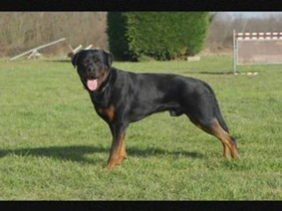 Rottweiler -Balzac saut de haie