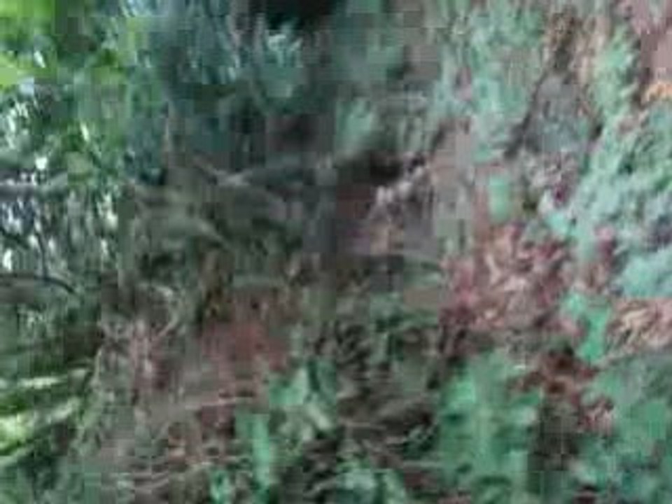 MOV04524