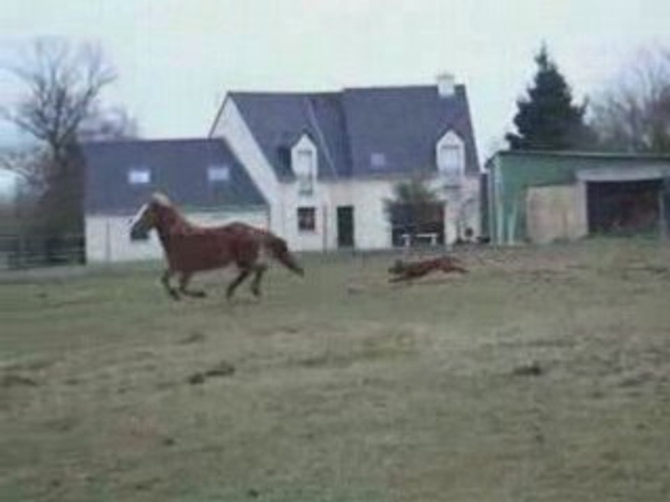 Poneys fous