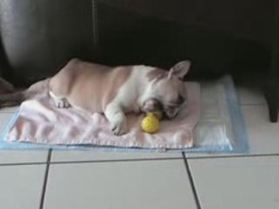 dolly 2