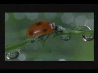 Psaume de la création