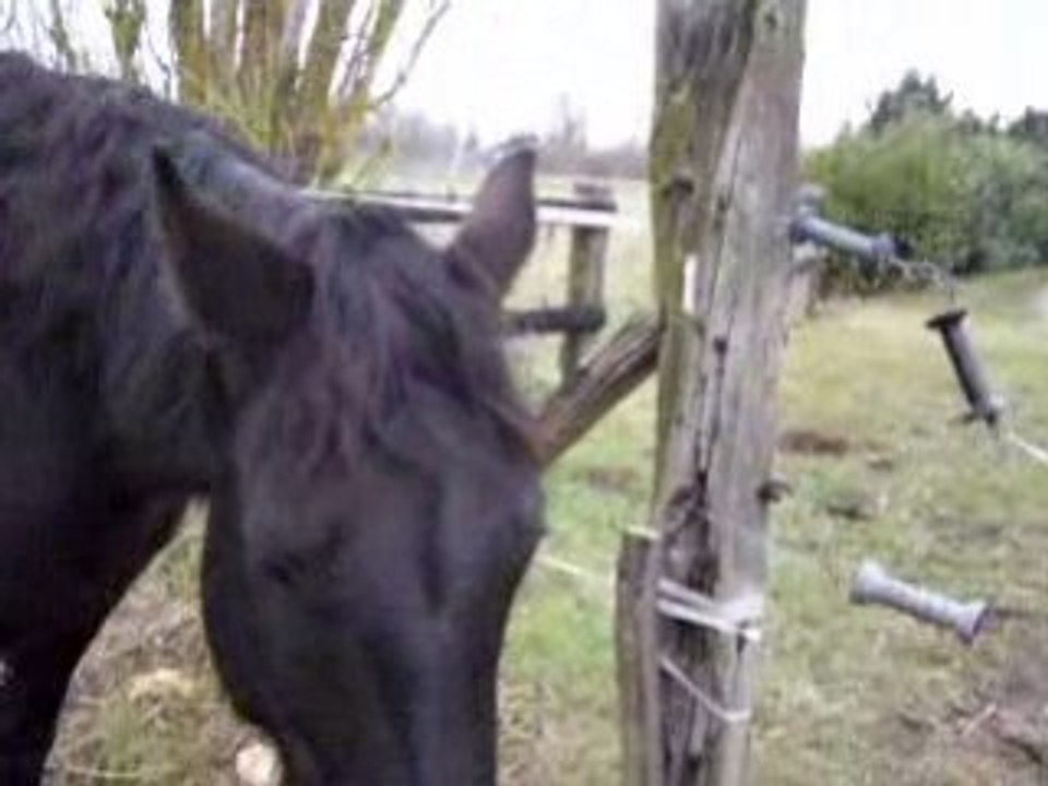 Gessie ...
