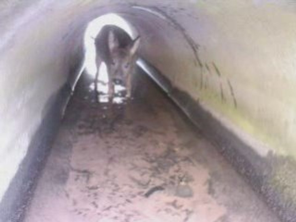 Sauvetage d'un chevreuil par les sapeurs-pompiers