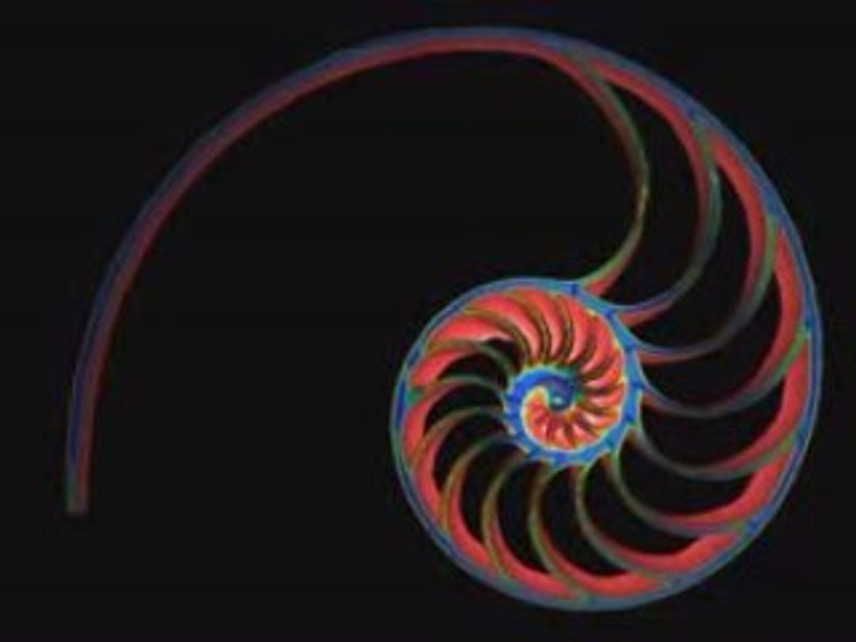 Nautilus4