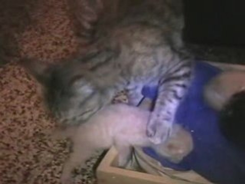 chatons