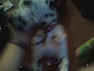 Encore dixis ( ben oui zlaimeùh)