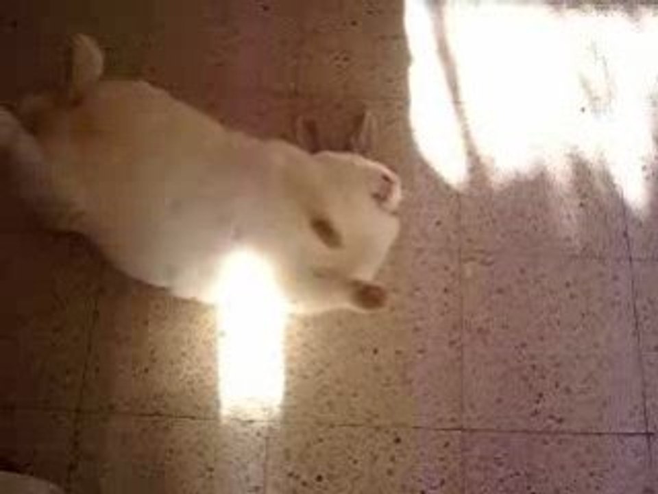 lapin en sieste