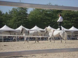 Les 9eme RDV éthologique