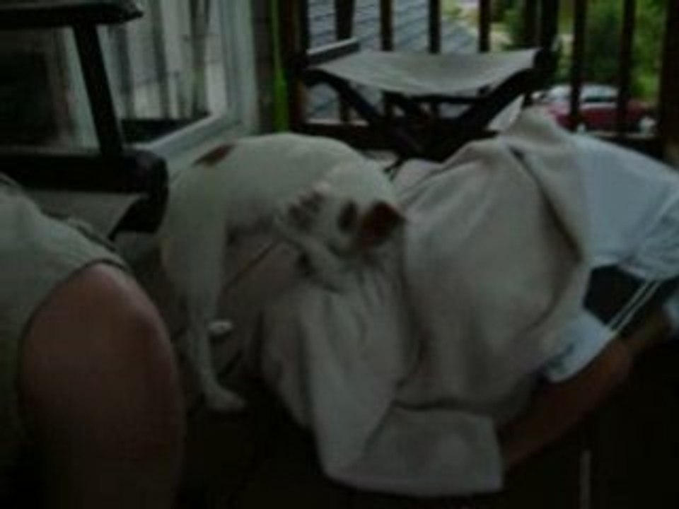 Funny Dog