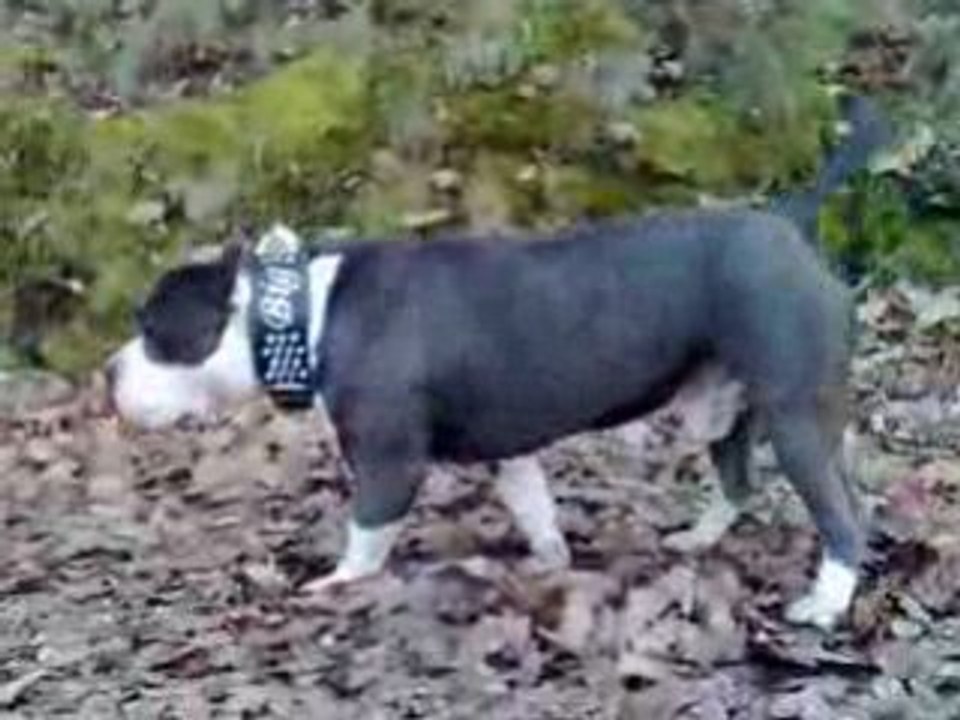 BIGBENBULLIES MONSTERS