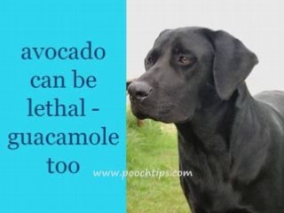 training a dog and food tips