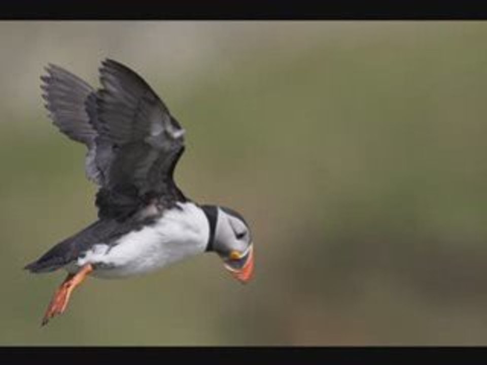 The Shetland Wildlife