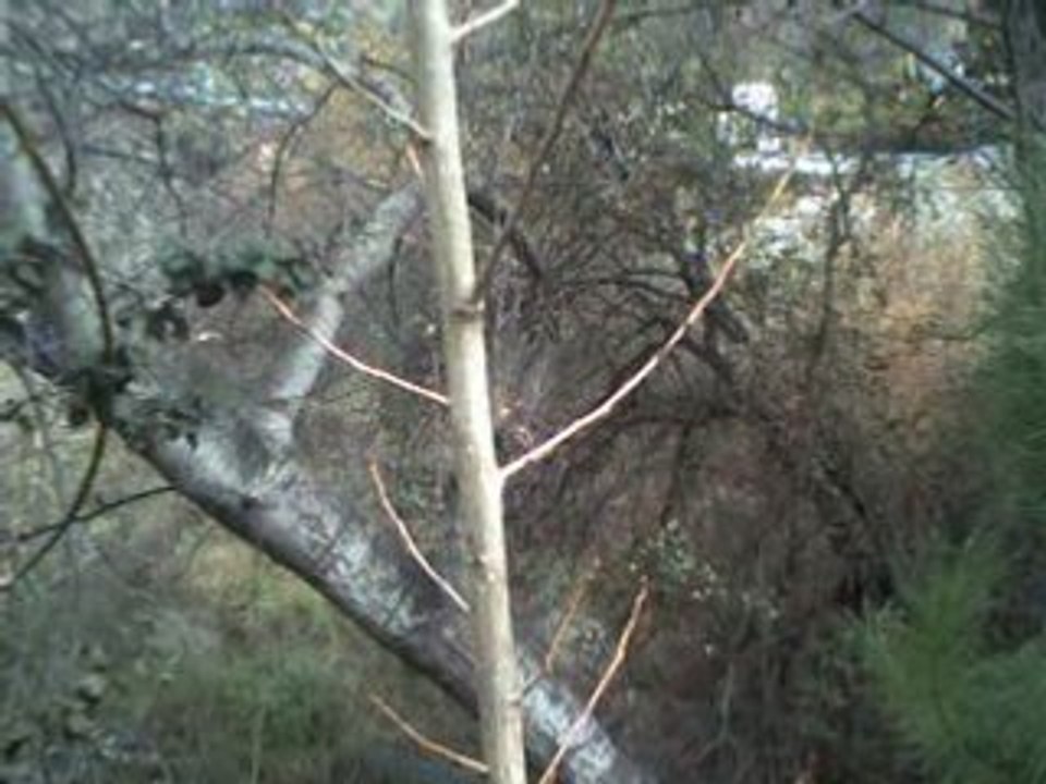 El Río.