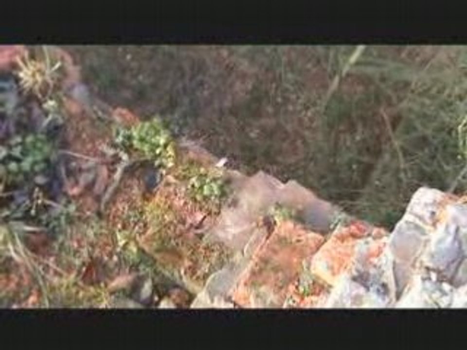 chiens de guerre photo et video