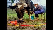 Traire une vache (Nulle Part Ailleurs) — Camille Saféris