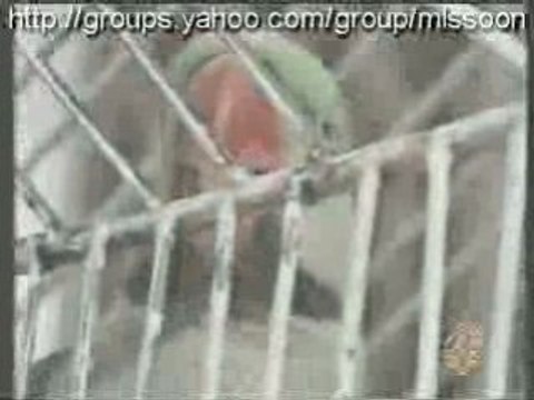 Miracle - Perroquet qui recite le coran