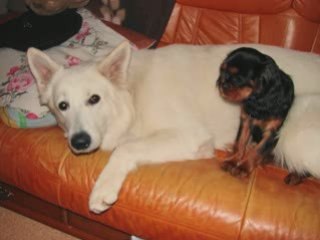 Chucky et daisy 24.01.2009
