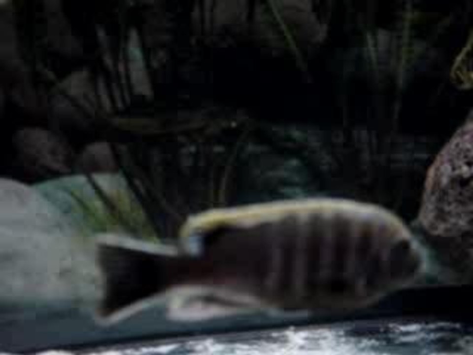 cynotilapia mphanga rocks