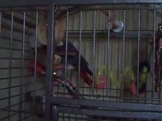 théo danse (sans musique)