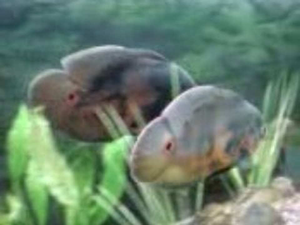 Vidéo0086
