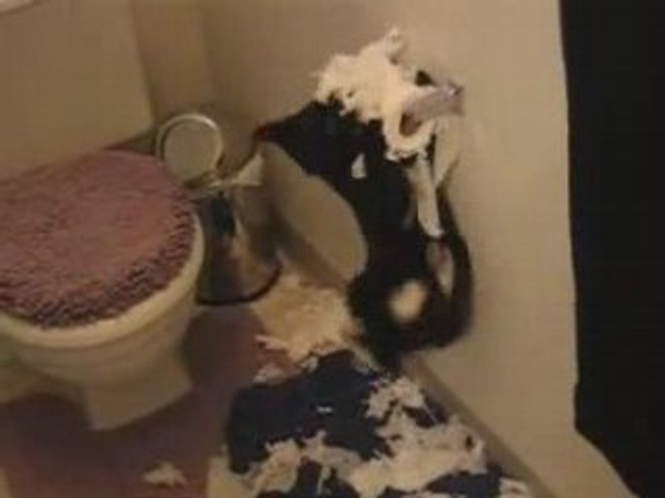 Chat se venge sur le papier cul