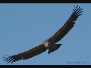 Entrevista a Fidel José Fernández, 24 enero 2009.