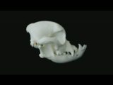 Bulldogge Schädel - Bulldog Skull - Deformation