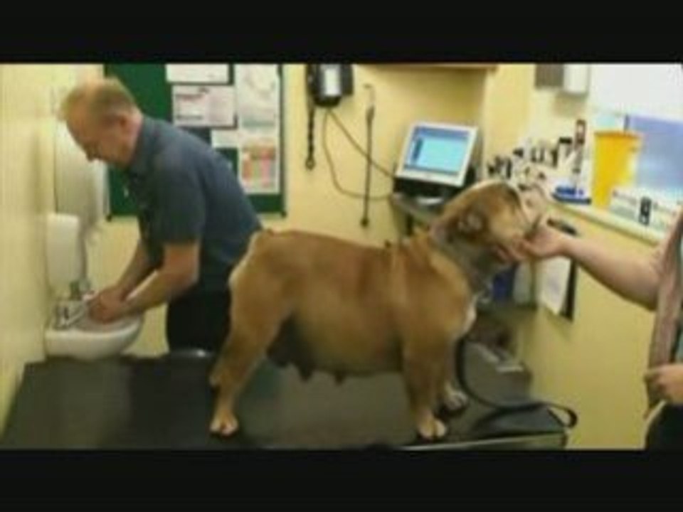 Bulldogge  english bulldog - zucht breed