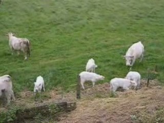 Les petits veaux devant la villa Chante-Brise