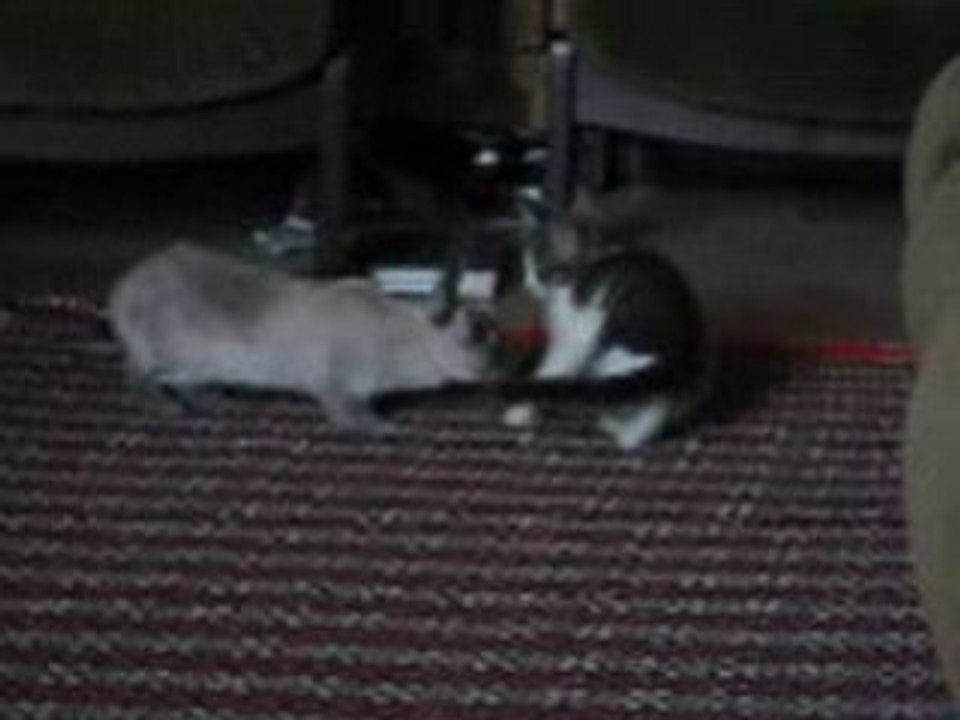 Chaton et lapin