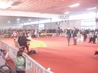 Exposition canine de montpellier 058