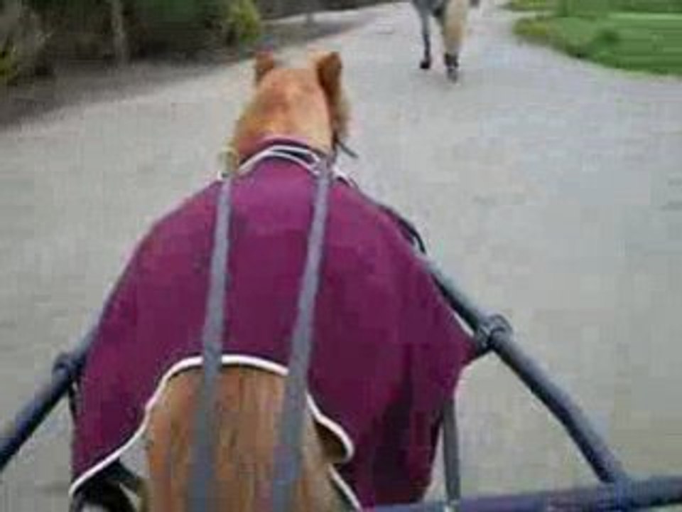 Un p'tit galop!
