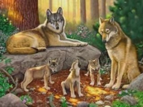 Danse avec les loups