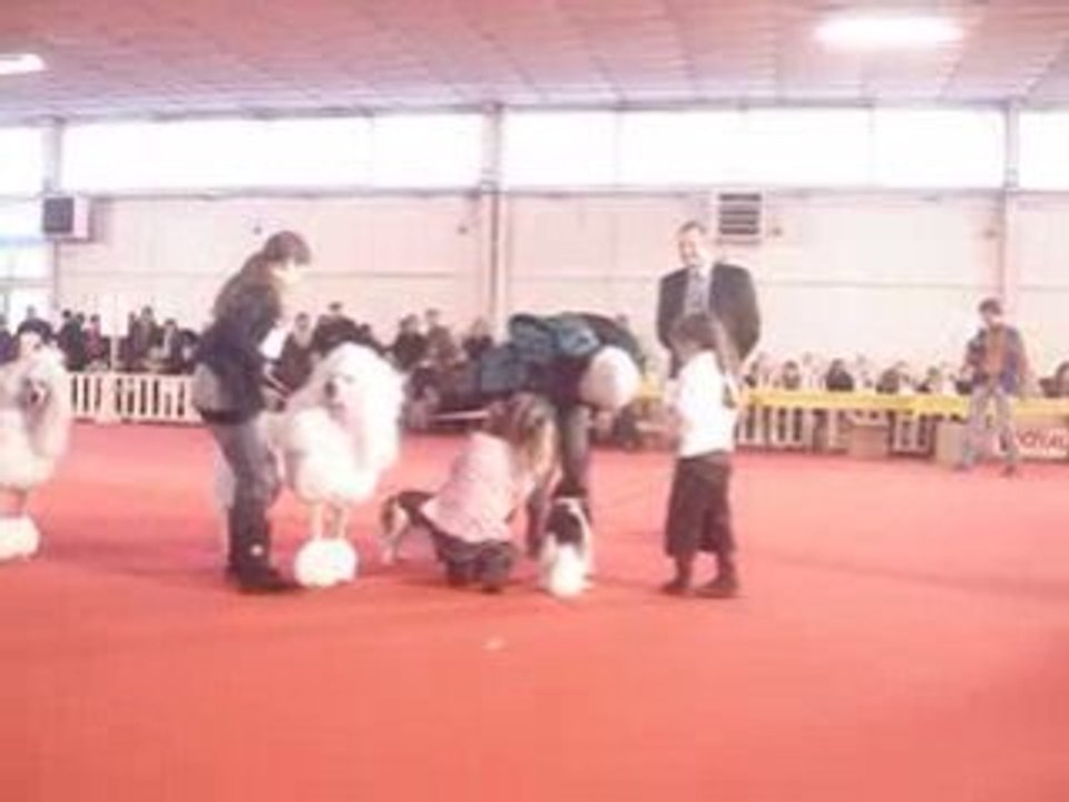 Exposition canine de montpellier 059