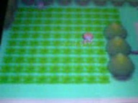 Etourmi shiney *5 + Herbe Shiney