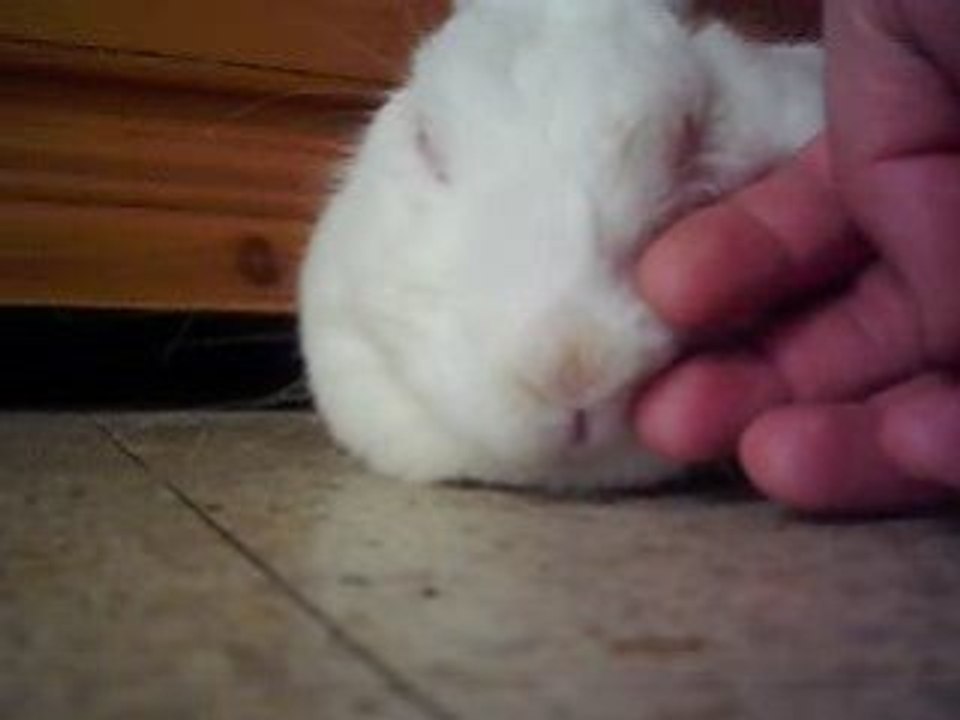 lapin