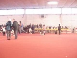 Exposition canine de montpellier 060