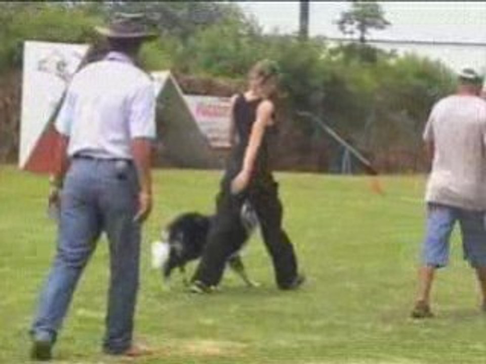le brevet d'Obéissance de Blue Boy