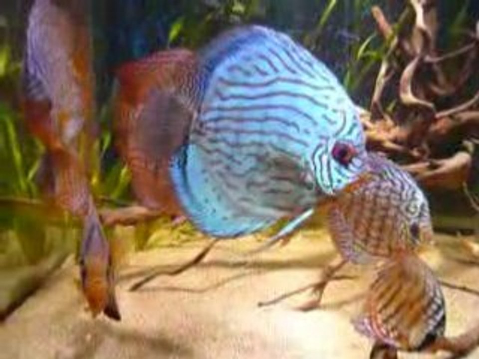 Discus