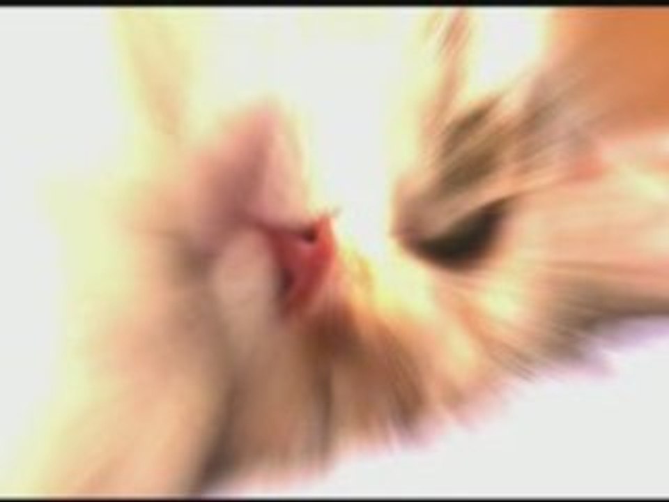 Ocean's Cats