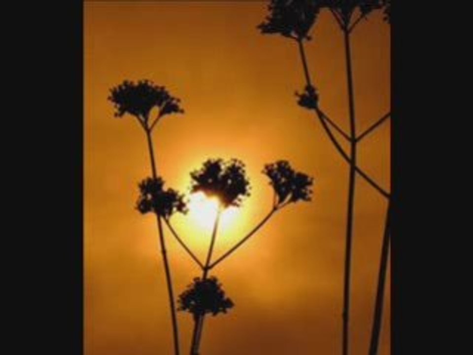 Yavuz Bingol - Seyyah Olup Su Alemi Gezerim