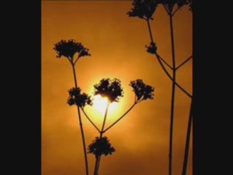 Yavuz Bingol - Seyyah Olup Su Alemi Gezerim