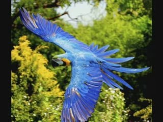 Play vs Morris-Morning Light