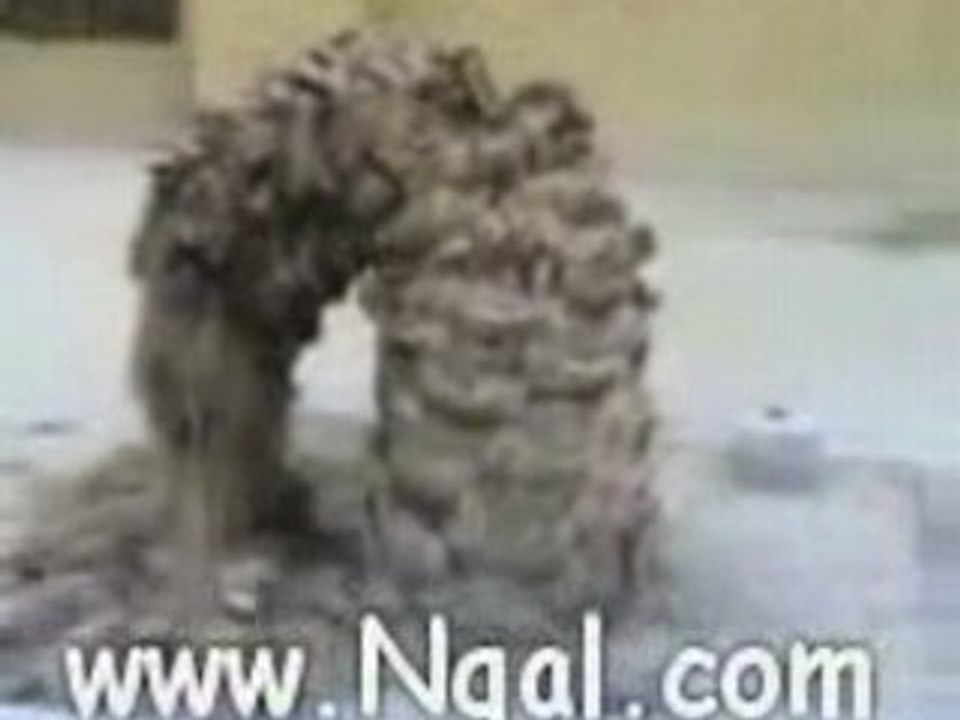 Miracle - Palmier prosterné vers la qibla dans une mosquée