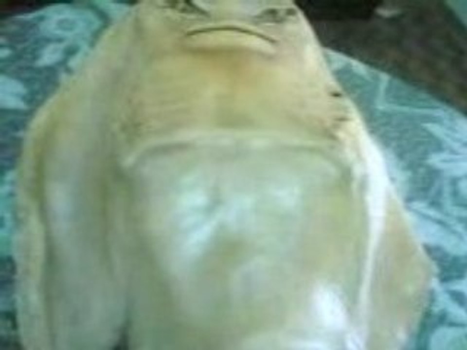 Miracle islam - Poisson diable