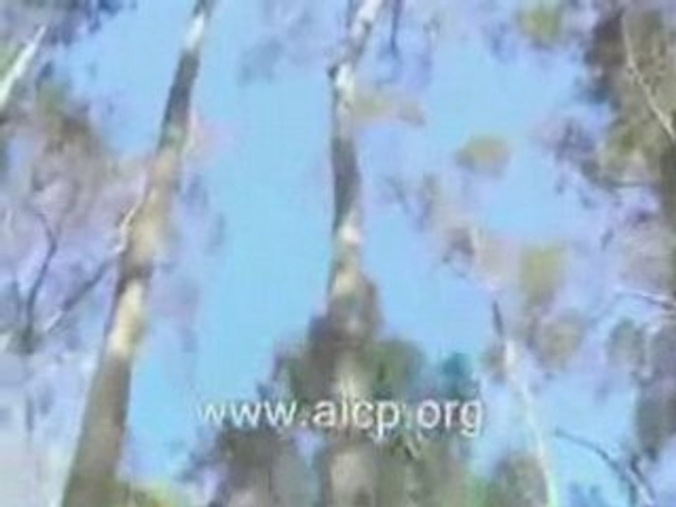 Miracle islam - L'arbre prosterné