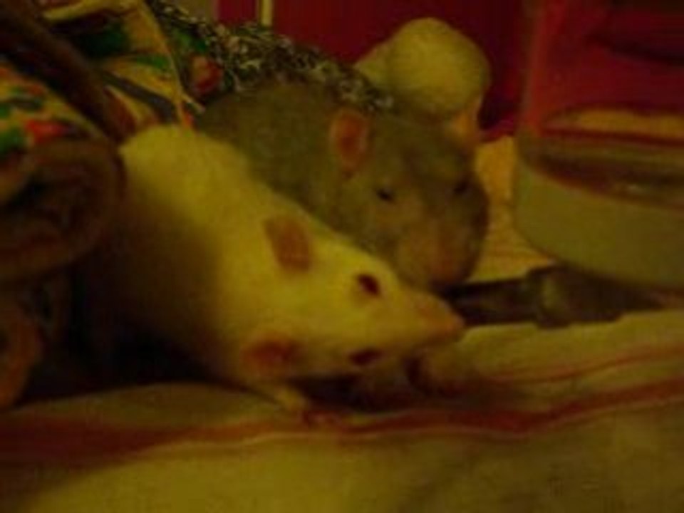 Je les aime tellement mes p`tites crottes