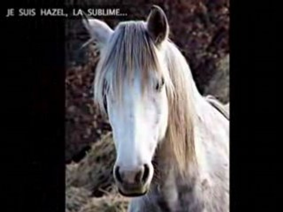 BEAUTIFUL HAZEL