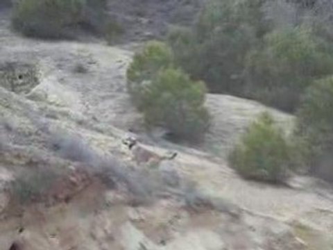 Saut Falaise Pittbul de l'extreme